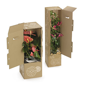 Caja de cartón alta con relleno y asas precortadas para el envío de plantas