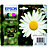 EPSON Cartuccia inkjet 18 Serie Margherita, C13T18064012, Inchiostro Claria Home, Nero + Colori, Multipack - 1