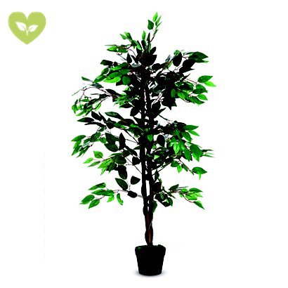PAPERFLOW Pianta artificiale Ficus Benjamin, Altezza 120 cm - 1