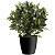 Paperflow Planta artificial Laurel, 50 cm - 2