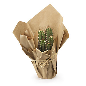 Papier kraft pour bouquets et plantes