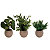 Plantes artificielles Botanica - Pot rond en terre cuite - Lot de3 - 1